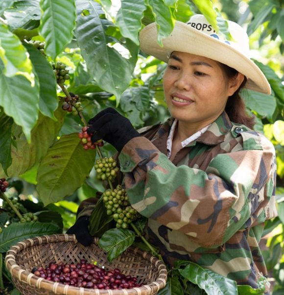 Lễ hội cà phê Buôn Ma Thuột: Ra mắt phố thưởng thức cà phê miễn phí